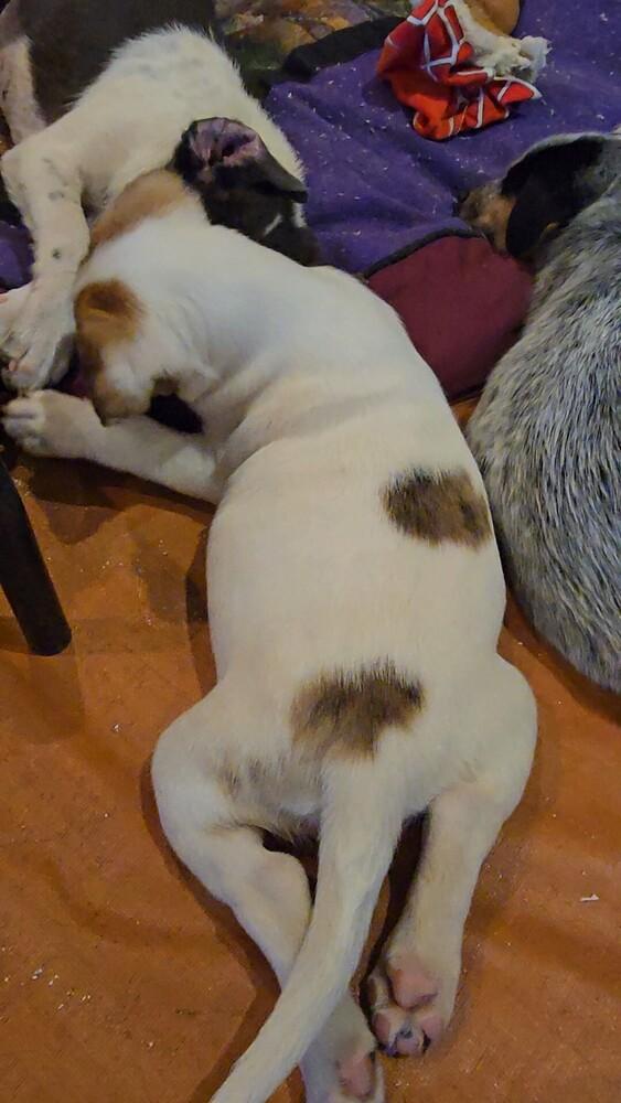 Juniper, a Adoptable mixed breed in Evergreen, CO image 3/6