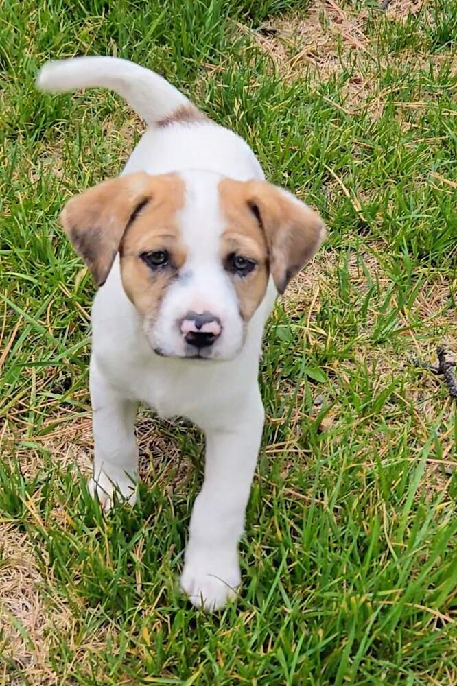 Juniper, Adoptable, Puppy Female Australian Cattle Dog / Blue Heeler & Mixed Breed.
