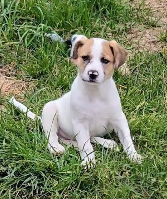 Juniper, a Adoptable mixed breed in Evergreen, CO image 4/6