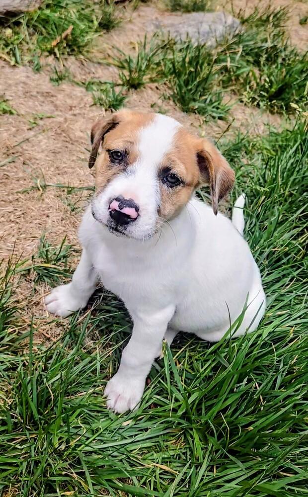 Juniper, a Adoptable mixed breed in Evergreen, CO image 5/6