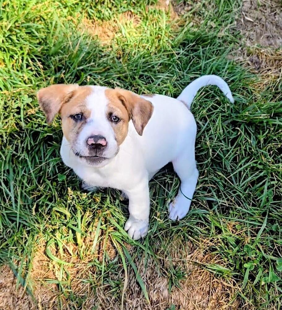 Juniper, a Adoptable mixed breed in Evergreen, CO image 2/6