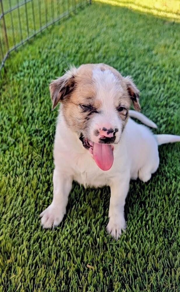 Juniper, a Adoptable mixed breed in Evergreen, CO image 6/6