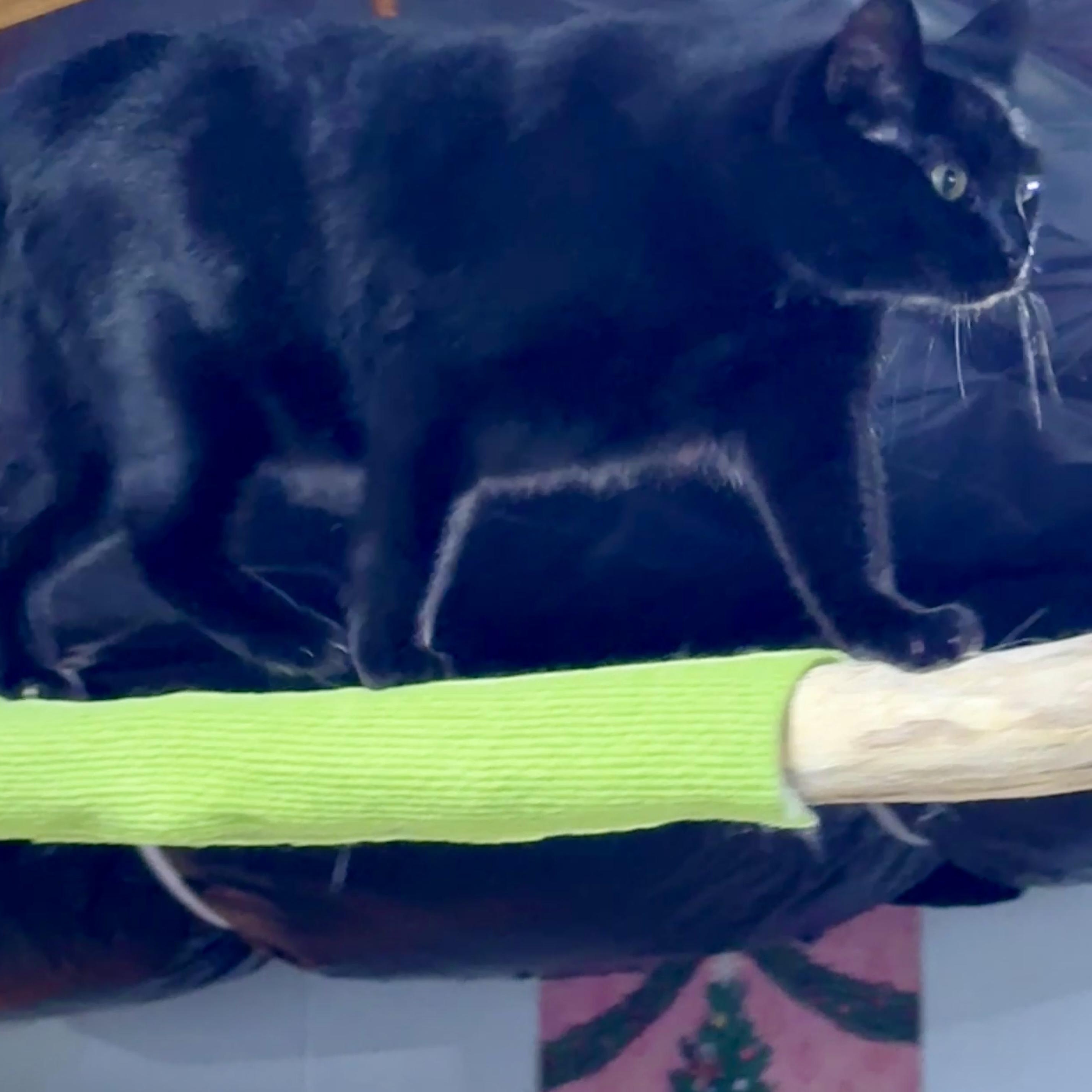 Enlarge Saphire, a Adoptable Domestic Short Hair in Schenectady, NY image 4/6