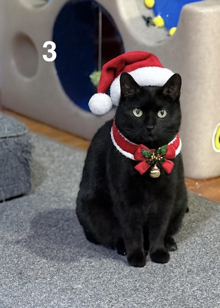 Enlarge Saphire, a Adoptable Domestic Short Hair in Schenectady, NY image 1/6