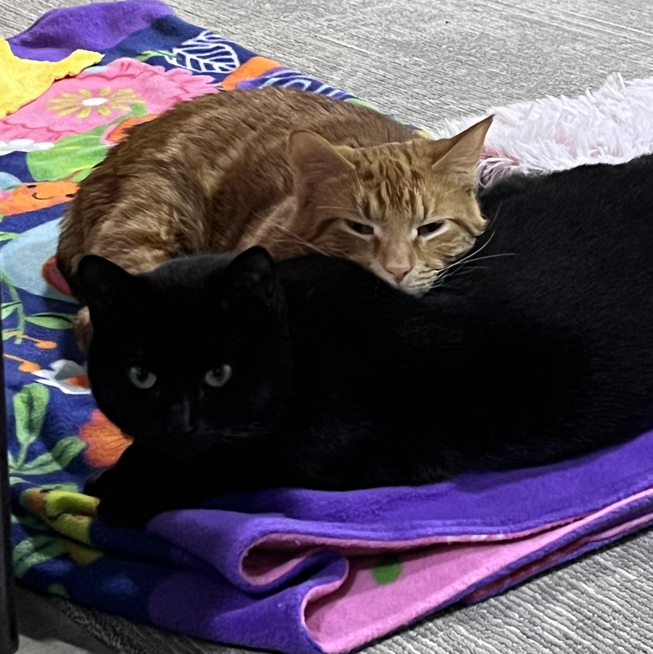 Enlarge Saphire, a Adoptable Domestic Short Hair in Schenectady, NY image 5/6