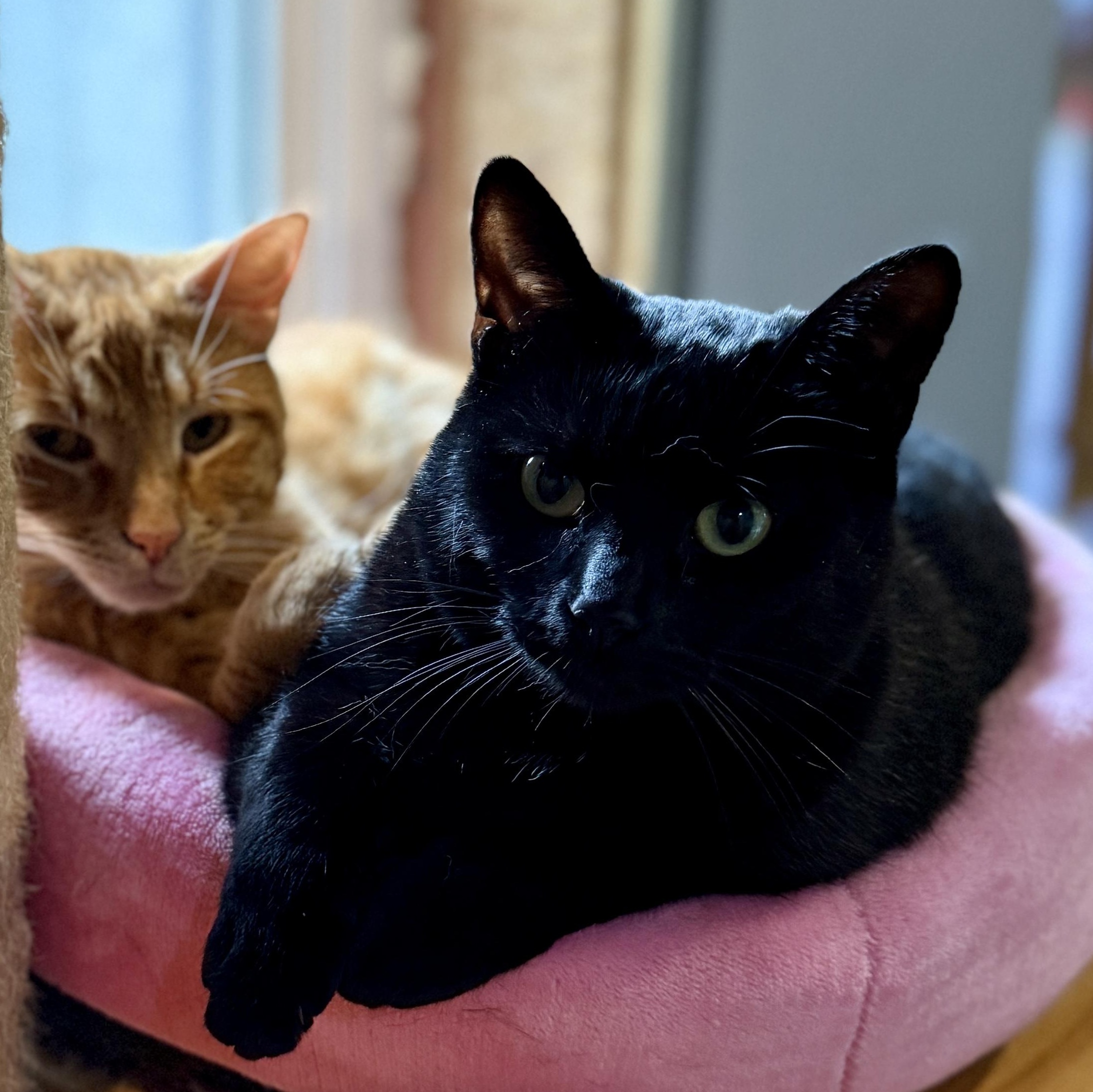 Enlarge Saphire, a Adoptable Domestic Short Hair in Schenectady, NY image 3/6