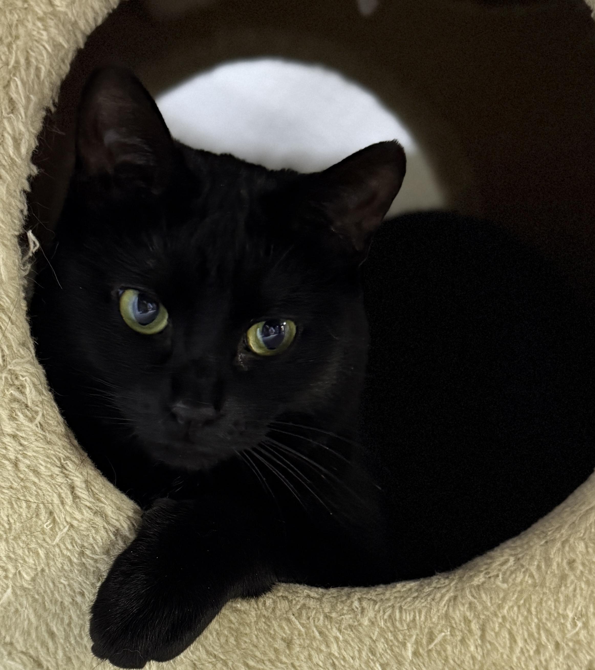 Saphire, Adoptable, Adult Female Domestic Short Hair.