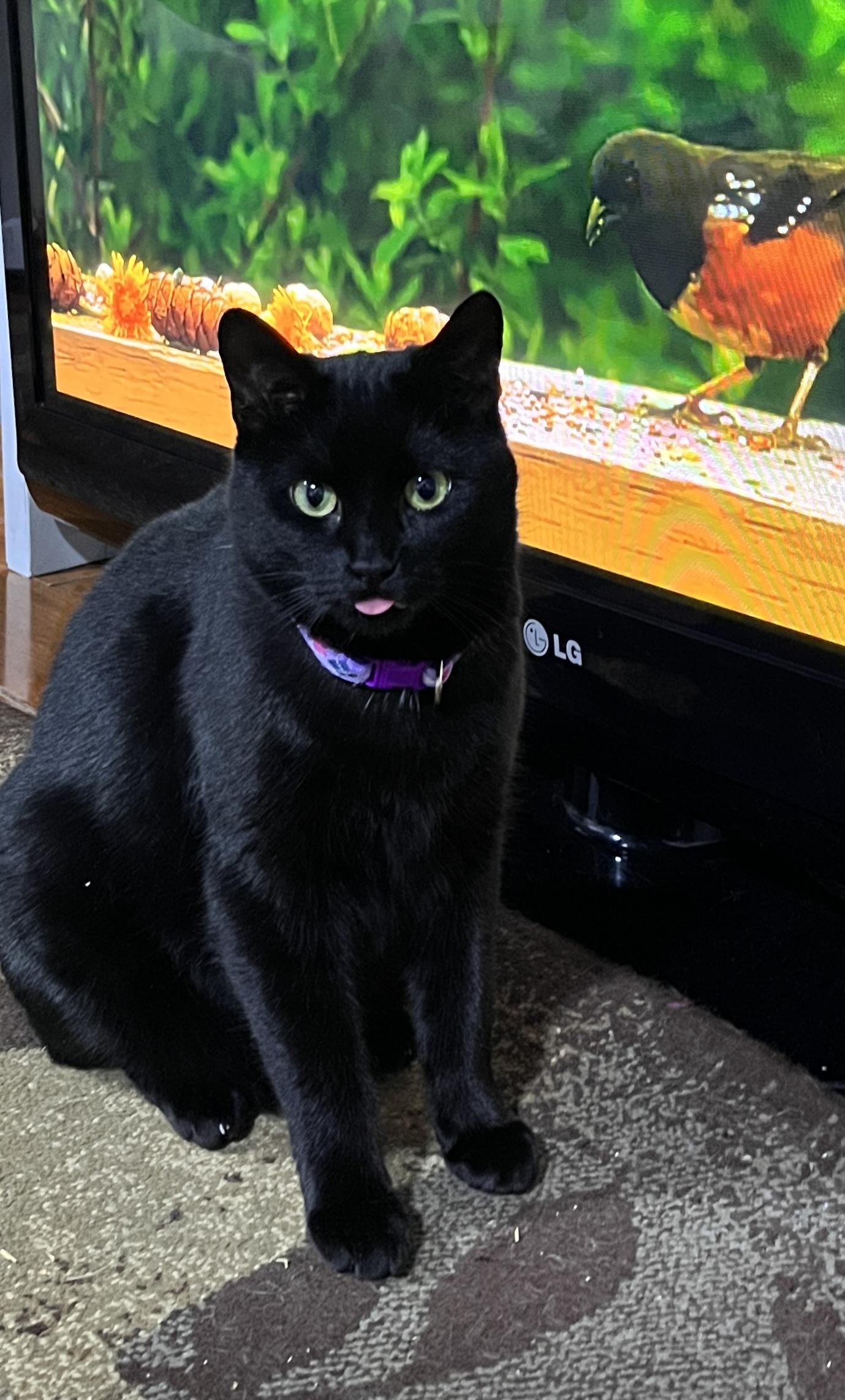 Enlarge Saphire, a Adoptable Domestic Short Hair in Schenectady, NY image 2/6