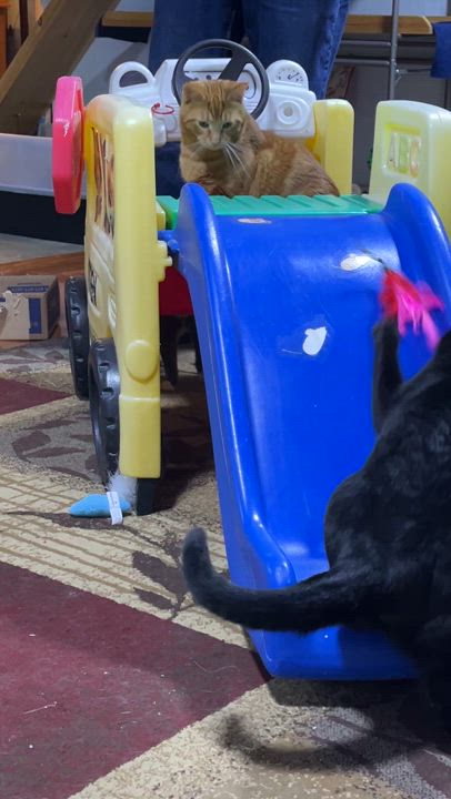 Enlarge Saphire, a Adoptable Domestic Short Hair in Schenectady, NY video 6/6