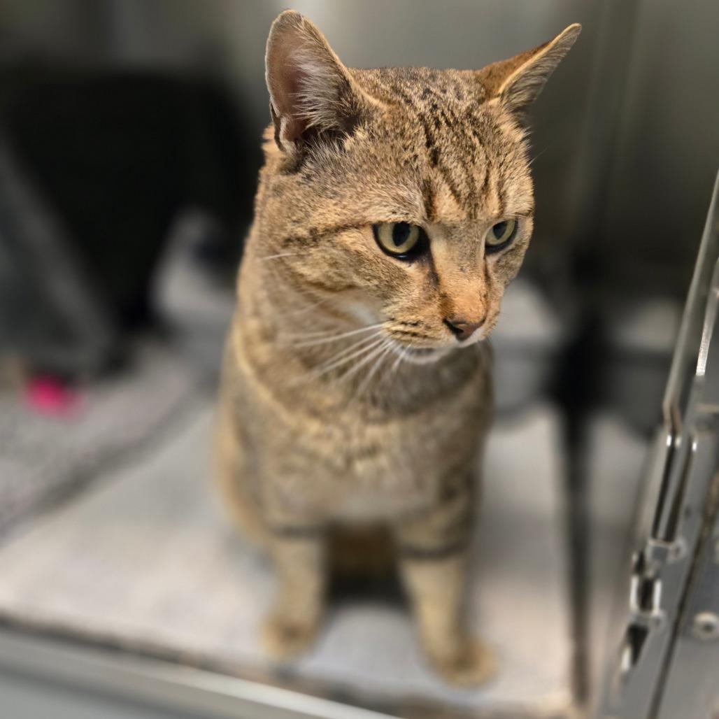 Enlarge Rascal, a Adoptable Domestic Short Hair in Charlottesville, VA image 1/3