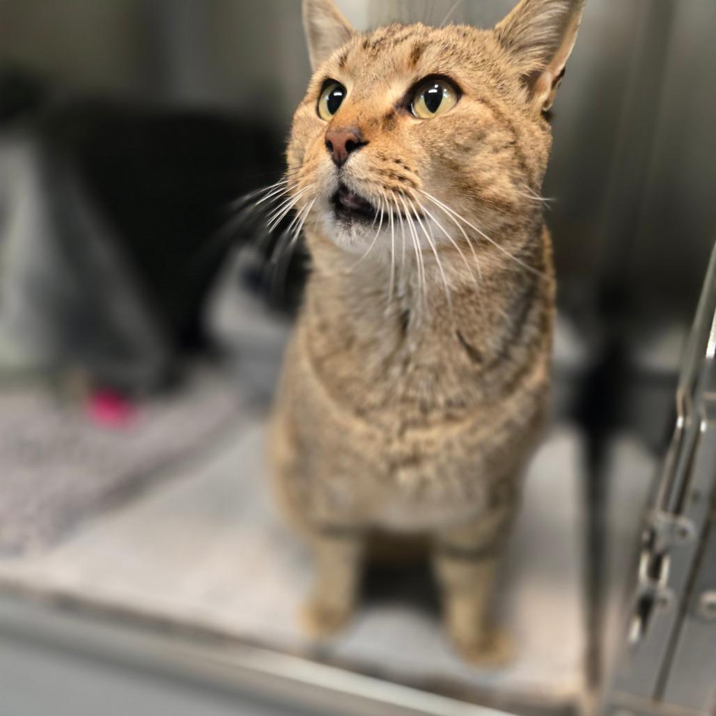 Enlarge Rascal, a Adoptable Domestic Short Hair in Charlottesville, VA image 2/3