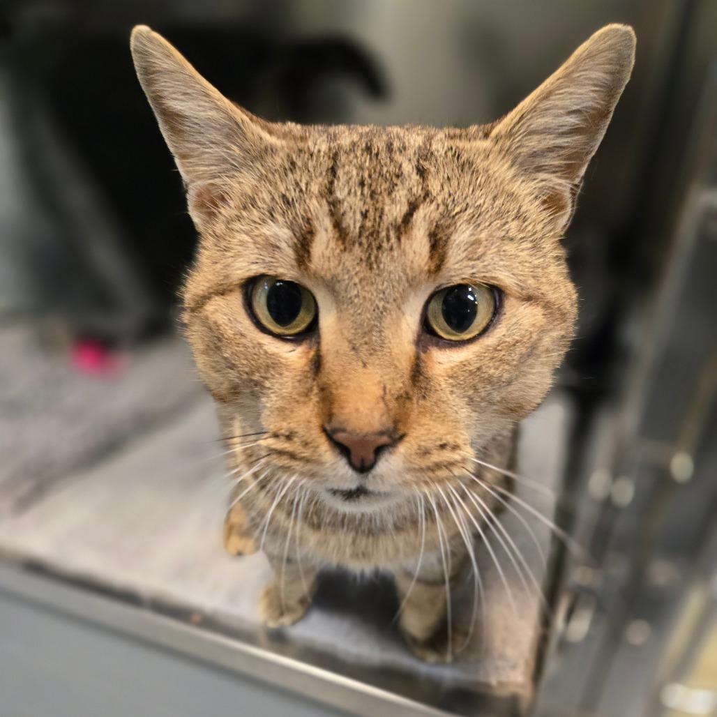 Enlarge Rascal, a Adoptable Domestic Short Hair in Charlottesville, VA image 3/3