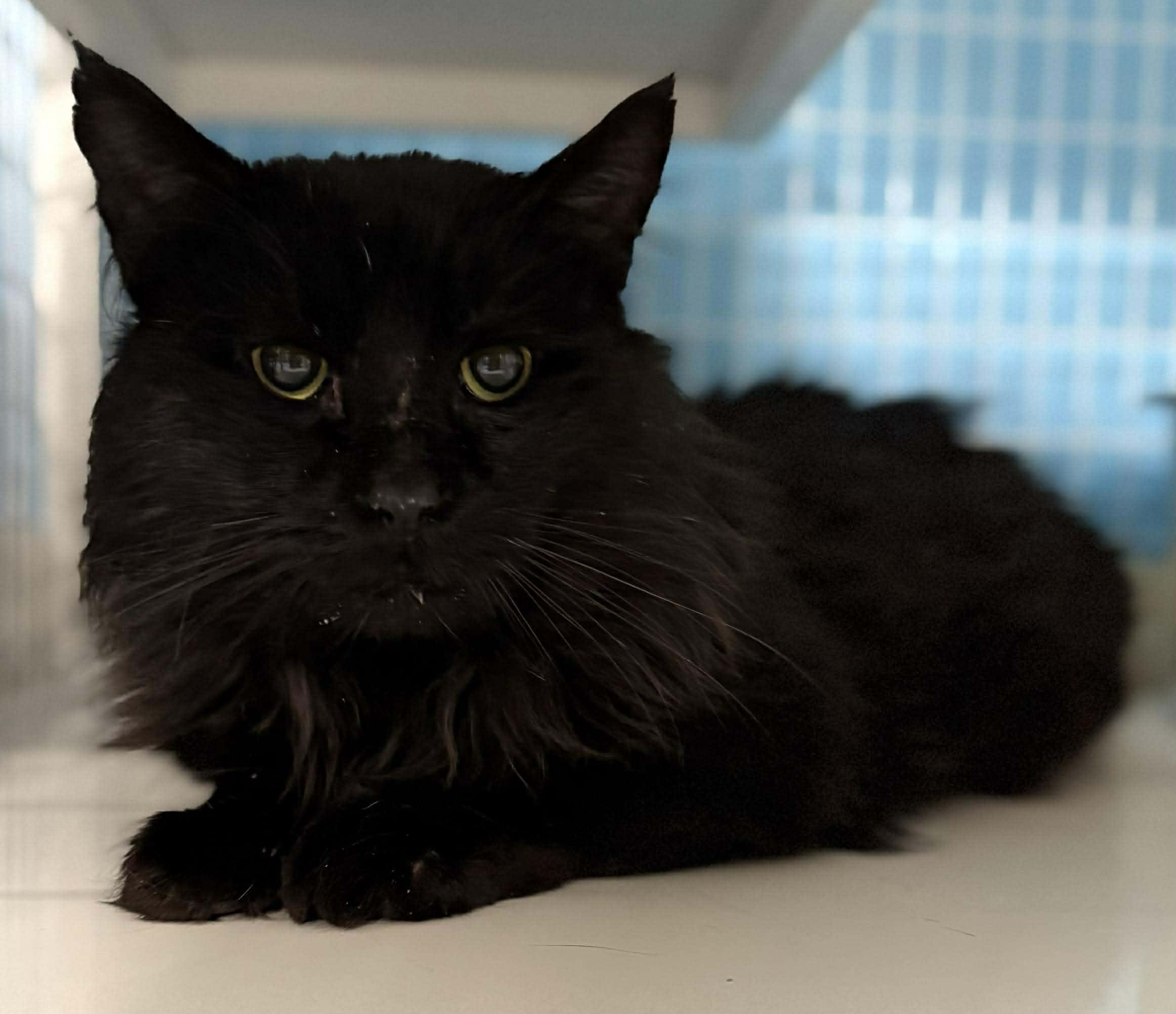 Enlarge Zippo - FIV & FeLV POS+, a ADOPTABLE Domestic Medium Hair in Claremont, NH image 1/1