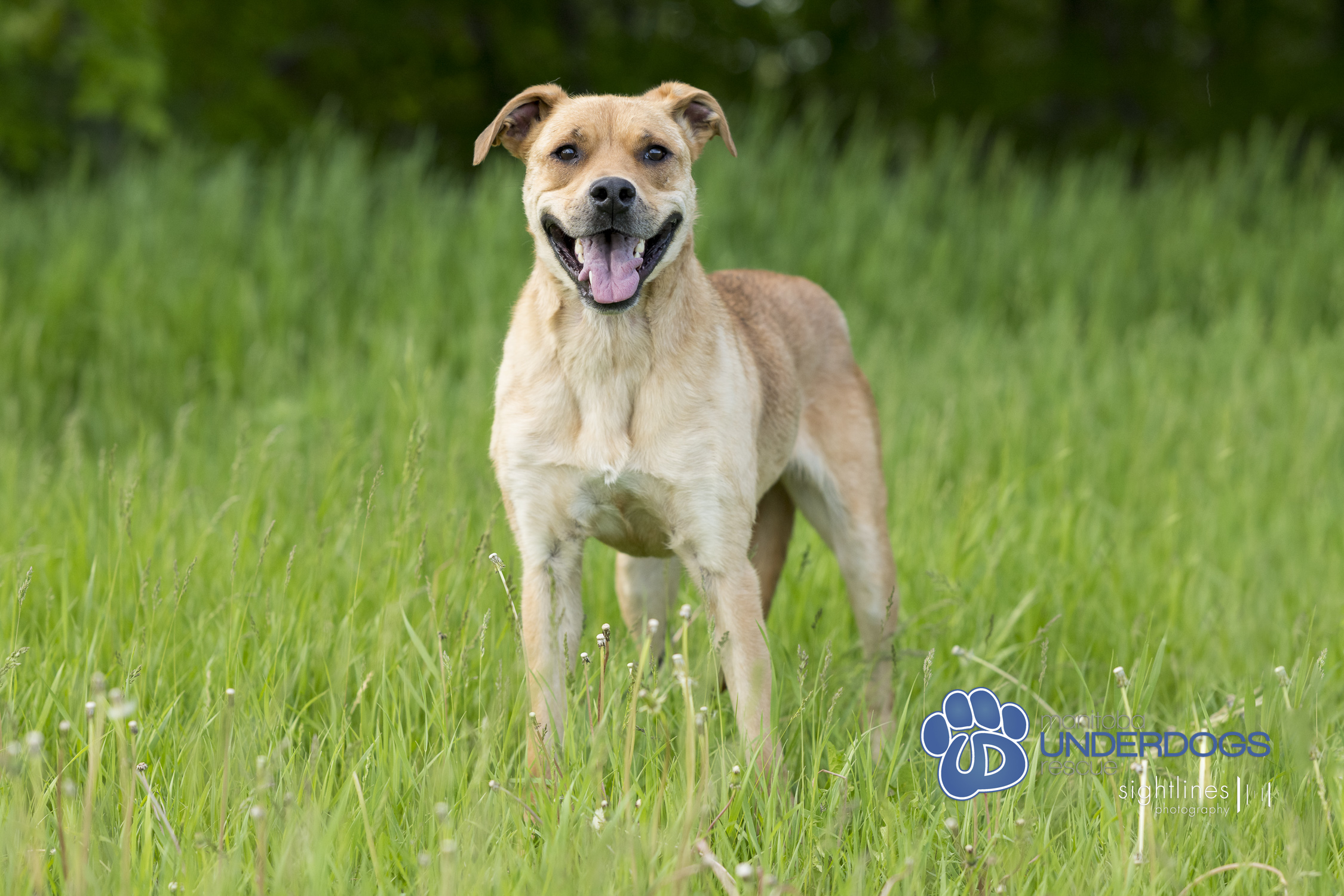Bella, a Adoptable mixed breed in Winnipeg, MB image 2/4