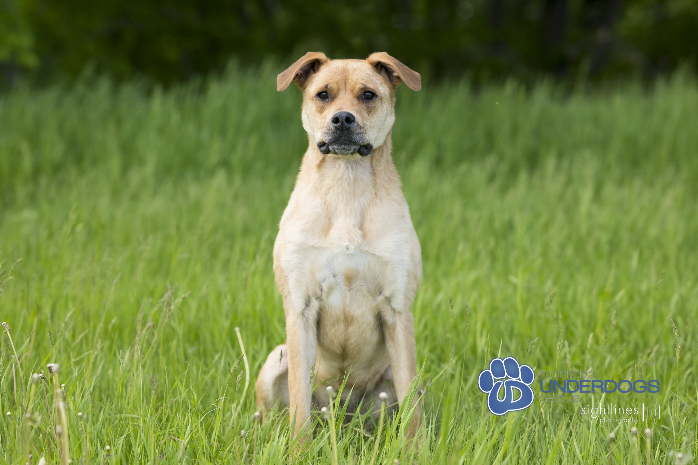 Bella, a Adoptable mixed breed in Winnipeg, MB image 3/4