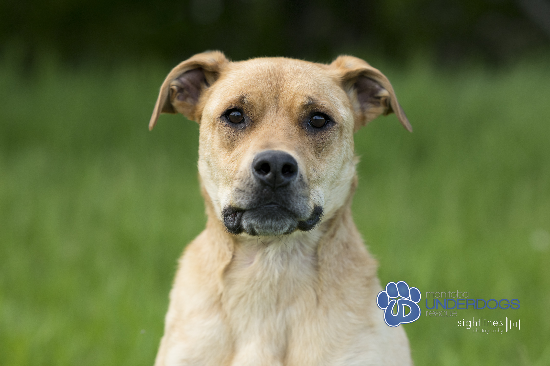 Bella, a Adoptable mixed breed in Winnipeg, MB image 1/4