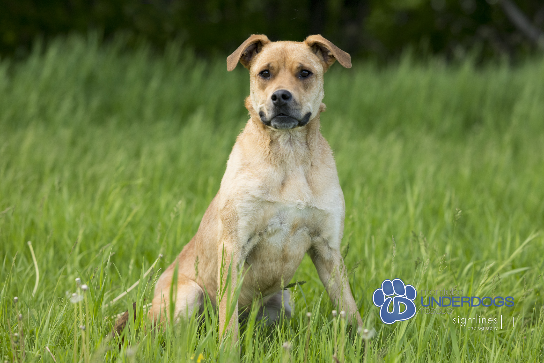 Bella, a Adoptable mixed breed in Winnipeg, MB image 4/4