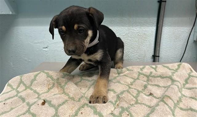 Enlarge AXEL, a Adoptable German Shepherd Dog in Lancaster, CA image 1/1