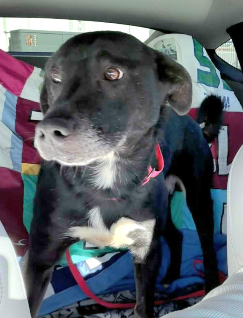 George fka Spunky — thumbnail 4