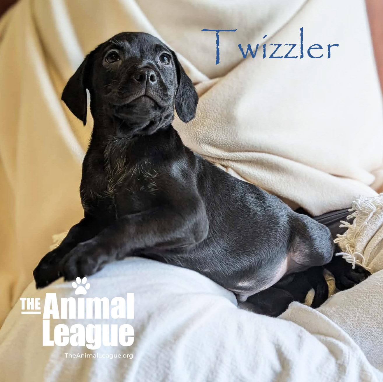 Enlarge Twizzler, a Adoptable mixed breed in Groveland, FL image 4/4