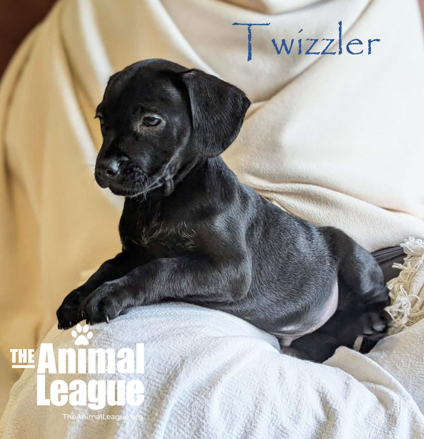 Enlarge Twizzler, a Adoptable mixed breed in Groveland, FL image 2/4