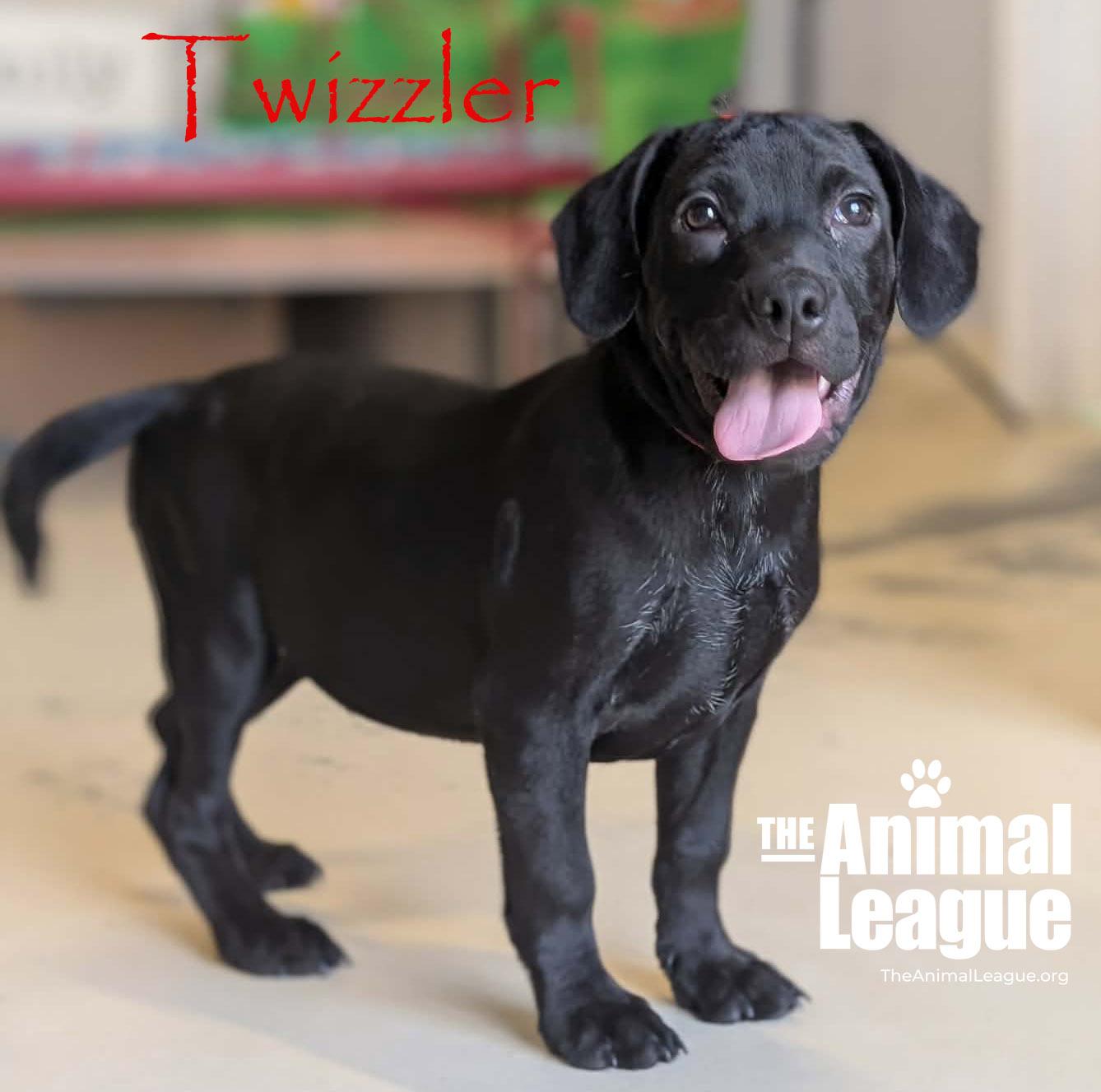 Enlarge Twizzler, an adopted mixed breed in Groveland, FL image 1/6