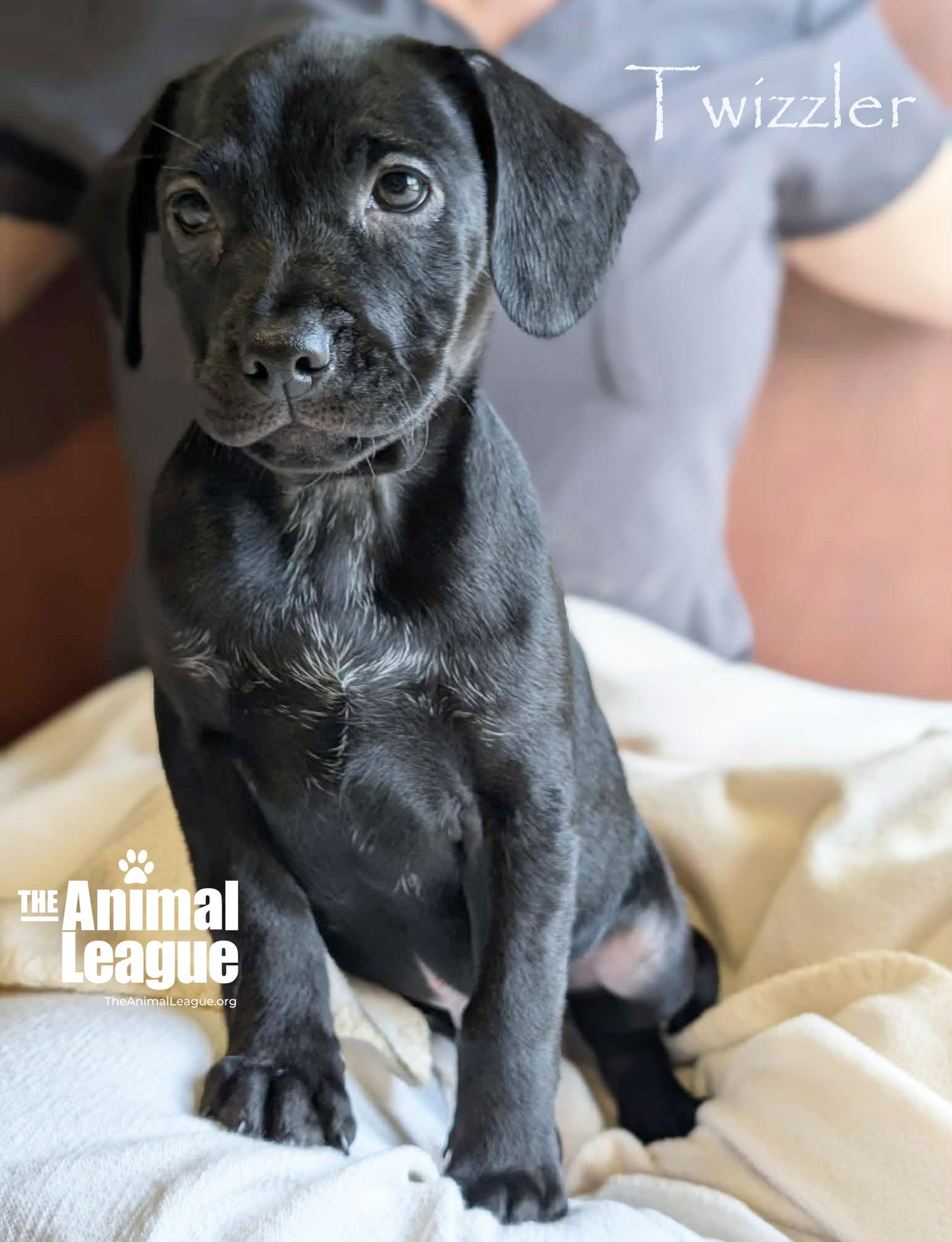 Enlarge Twizzler, a Adoptable mixed breed in Groveland, FL image 3/4