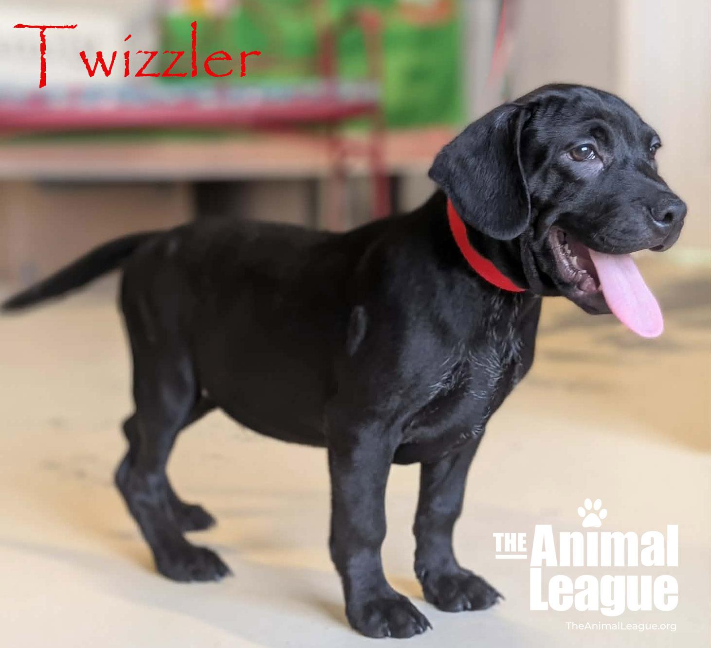 Enlarge Twizzler, an adopted mixed breed in Groveland, FL image 2/6