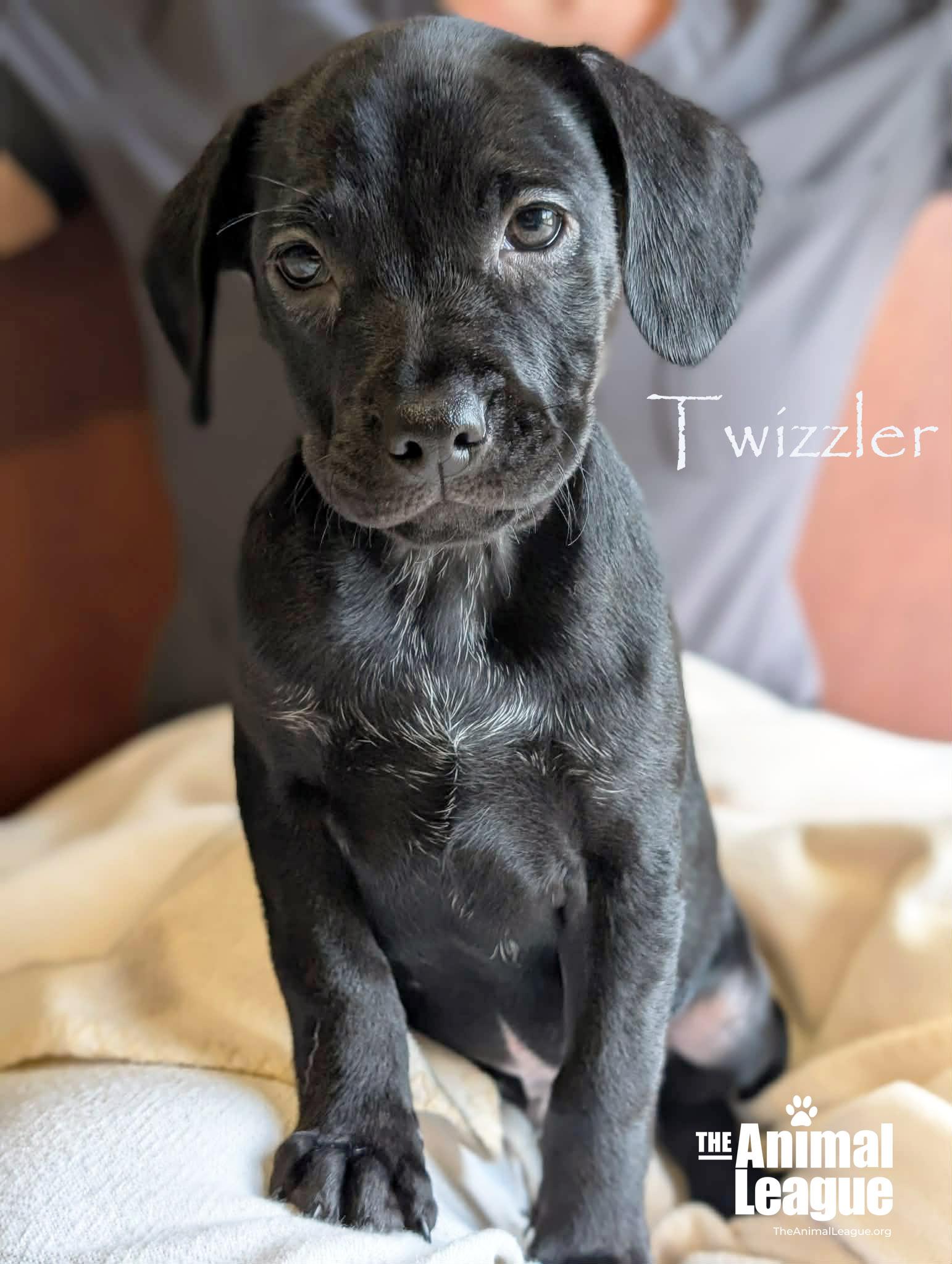 Enlarge Twizzler, a Adoptable mixed breed in Groveland, FL image 1/4