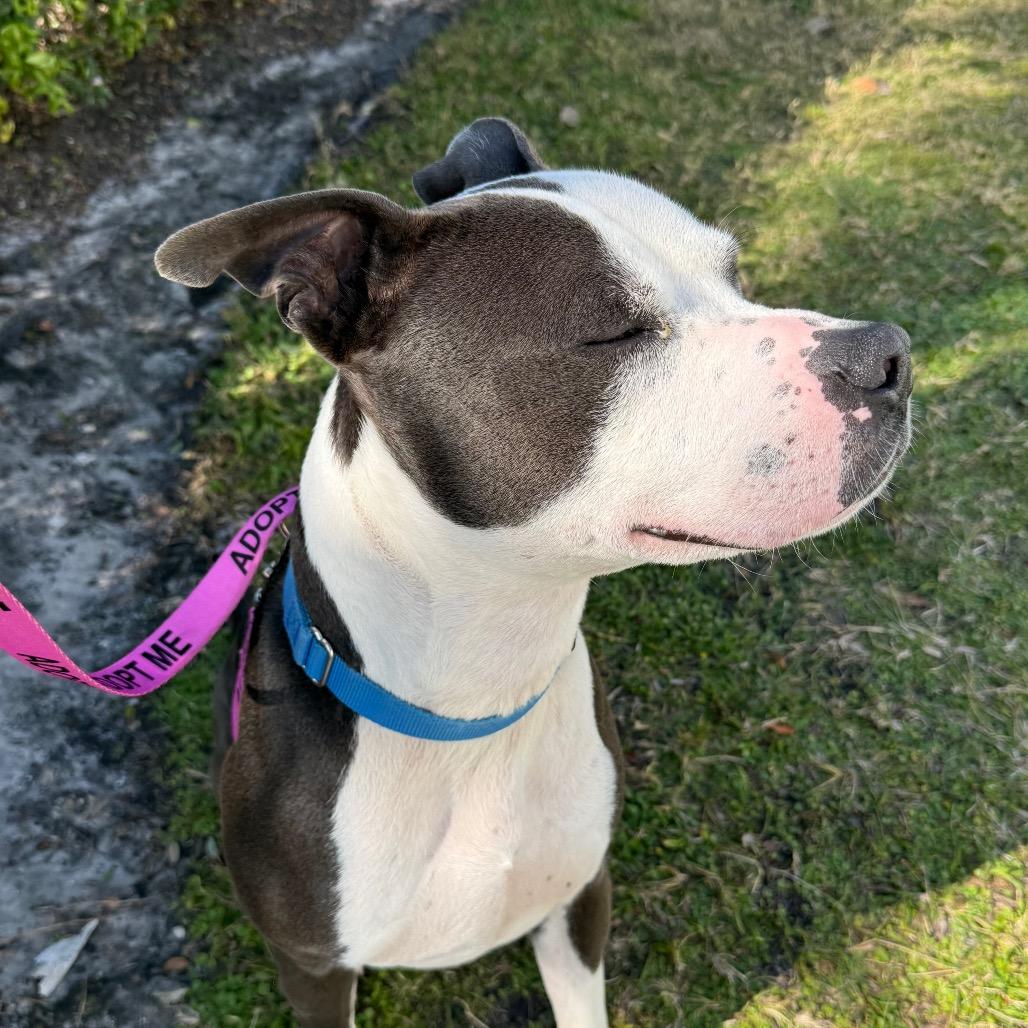 Baklava, Adoptable, Adult Male Mixed Breed.