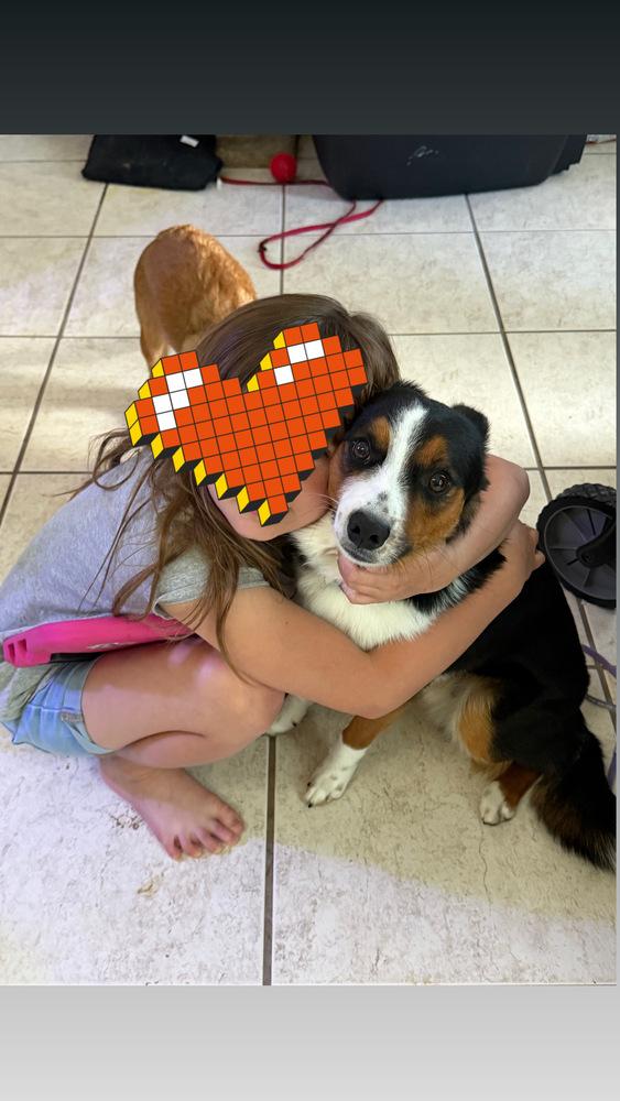 Enlarge Zeus, a Adoptable mixed breed in Deltona, FL image 2/5