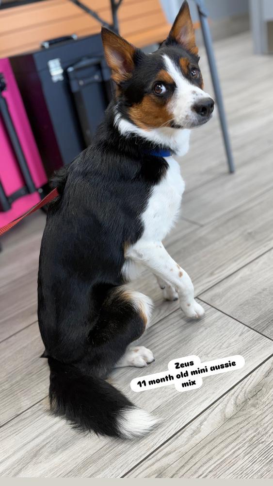 Enlarge Zeus, a Adoptable mixed breed in Deltona, FL image 3/5