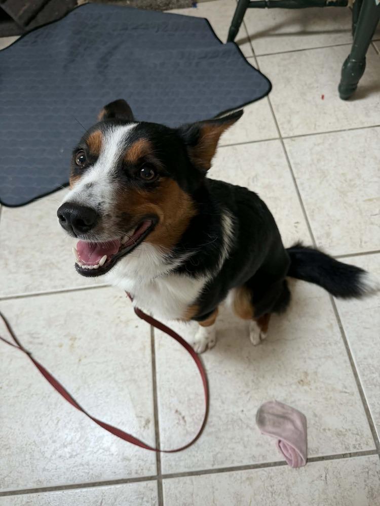 Enlarge Zeus, a Adoptable mixed breed in Deltona, FL image 4/5