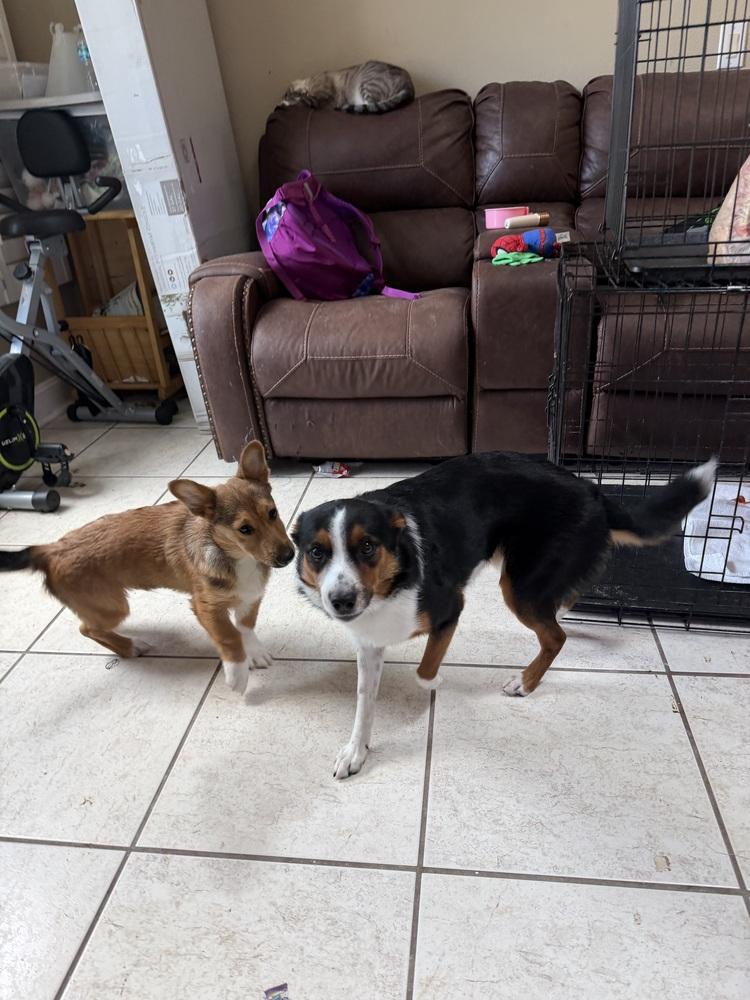 Enlarge Zeus, a Adoptable mixed breed in Deltona, FL image 5/5