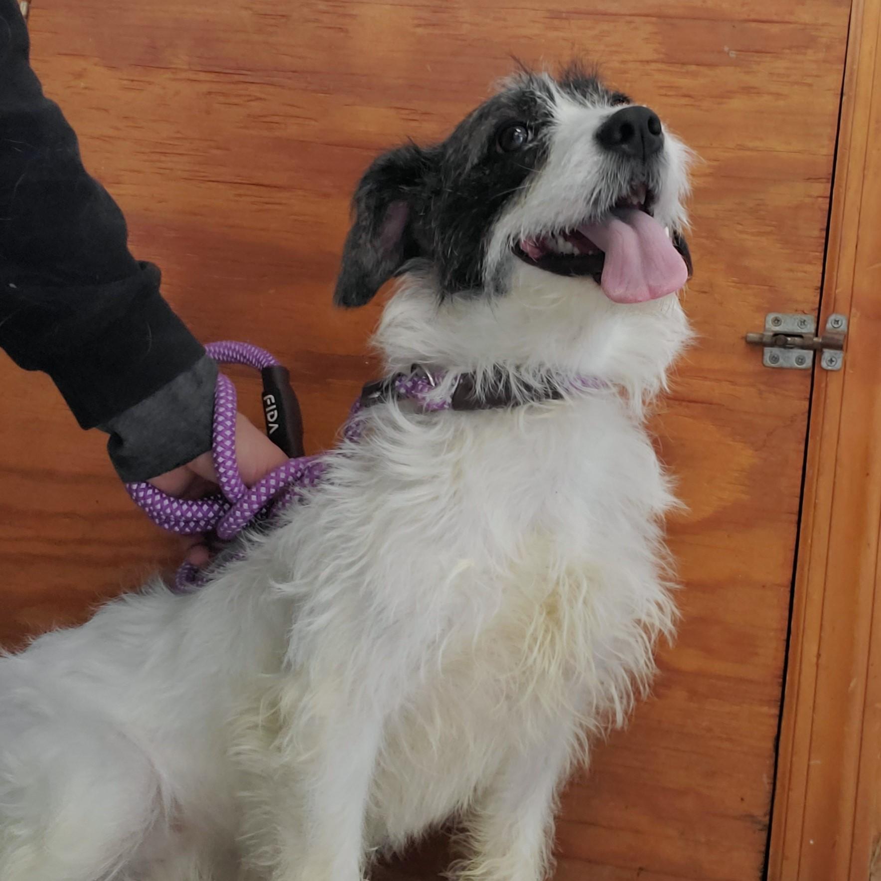 Enlarge Rocket, an adopted mixed breed in Jersey city, NJ image 1/1