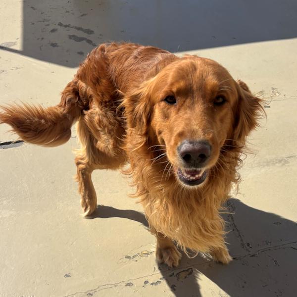 Enlarge Charlie, a Adopted Golden Retriever in Los Angeles, CA image 5/6