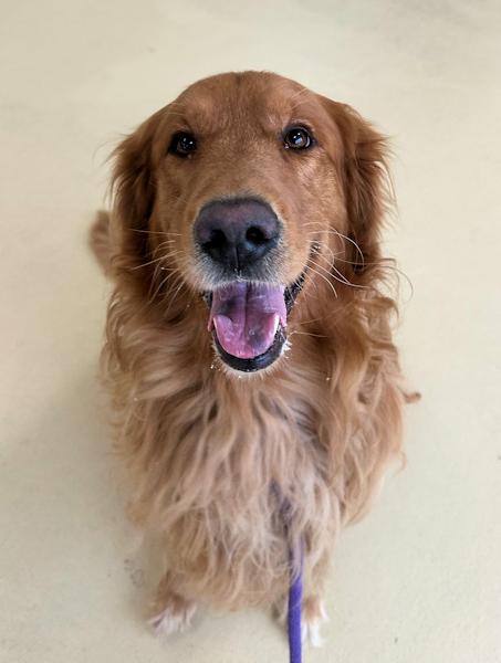 Enlarge Charlie, a Adopted Golden Retriever in Los Angeles, CA image 4/6