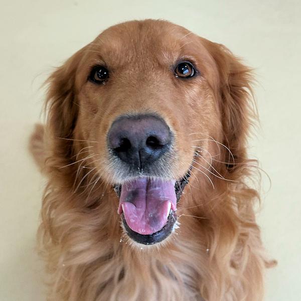 Charlie, Adopted, Adult Male Golden Retriever.