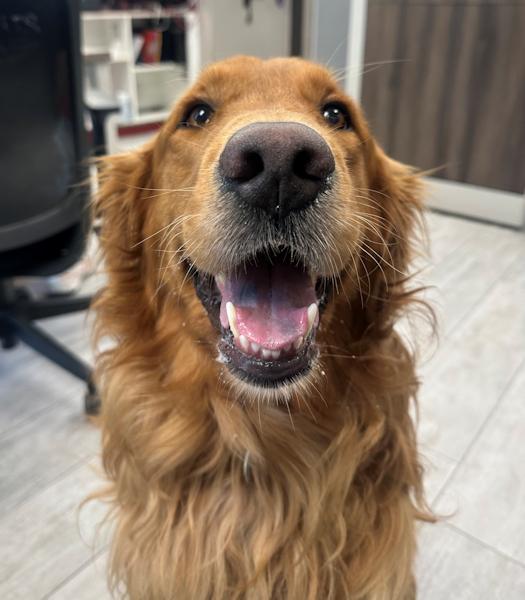 Enlarge Charlie, a Adopted Golden Retriever in Los Angeles, CA image 3/6