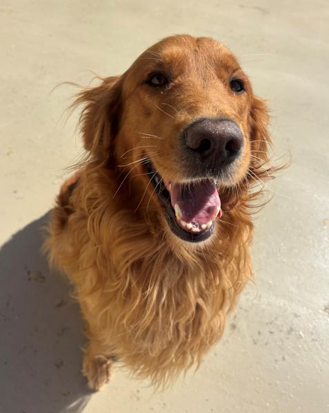 Enlarge Charlie, a Adopted Golden Retriever in Los Angeles, CA image 2/6
