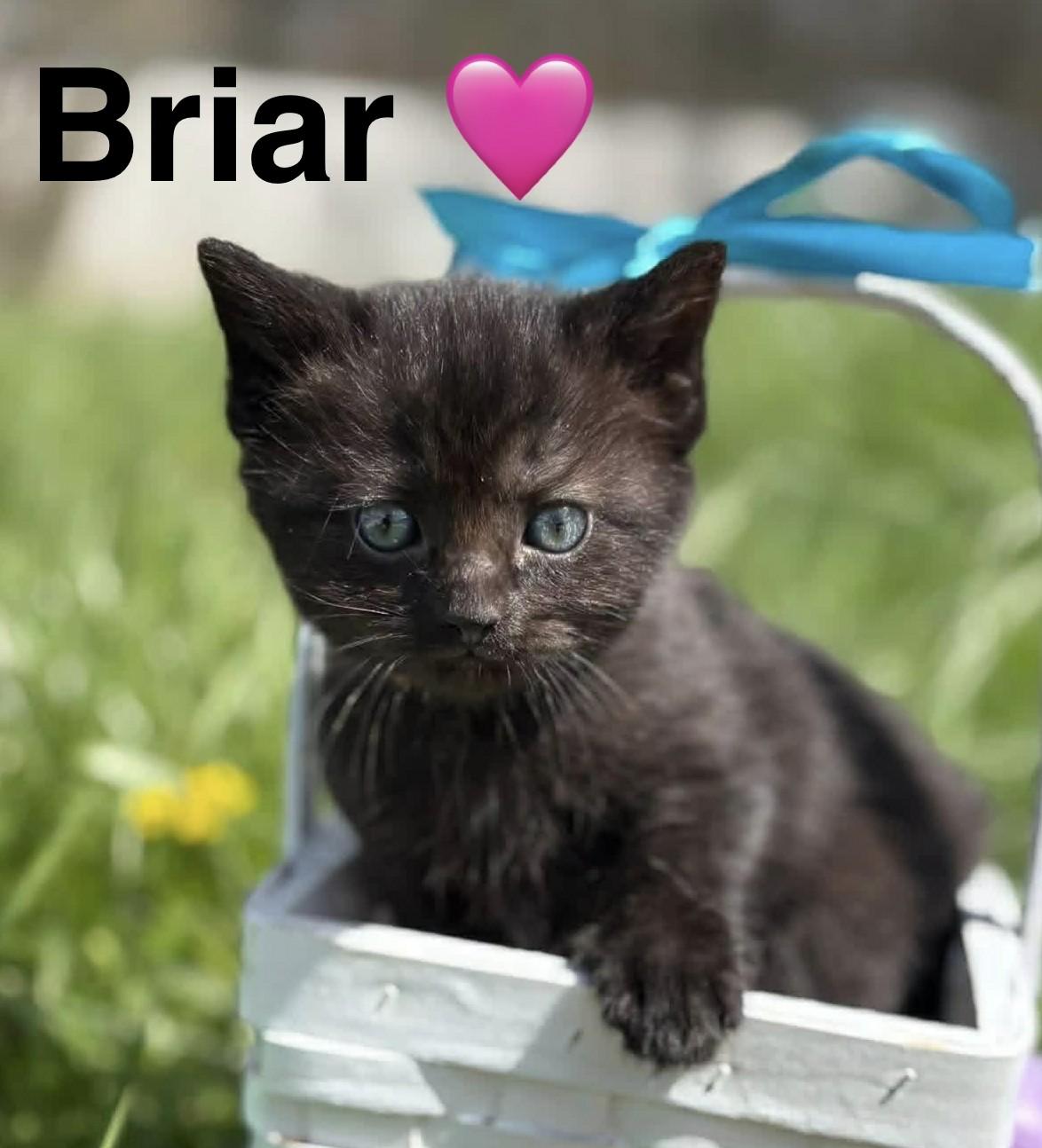 Briar, ADOPTABLE, Kitten Female Domestic Short Hair.