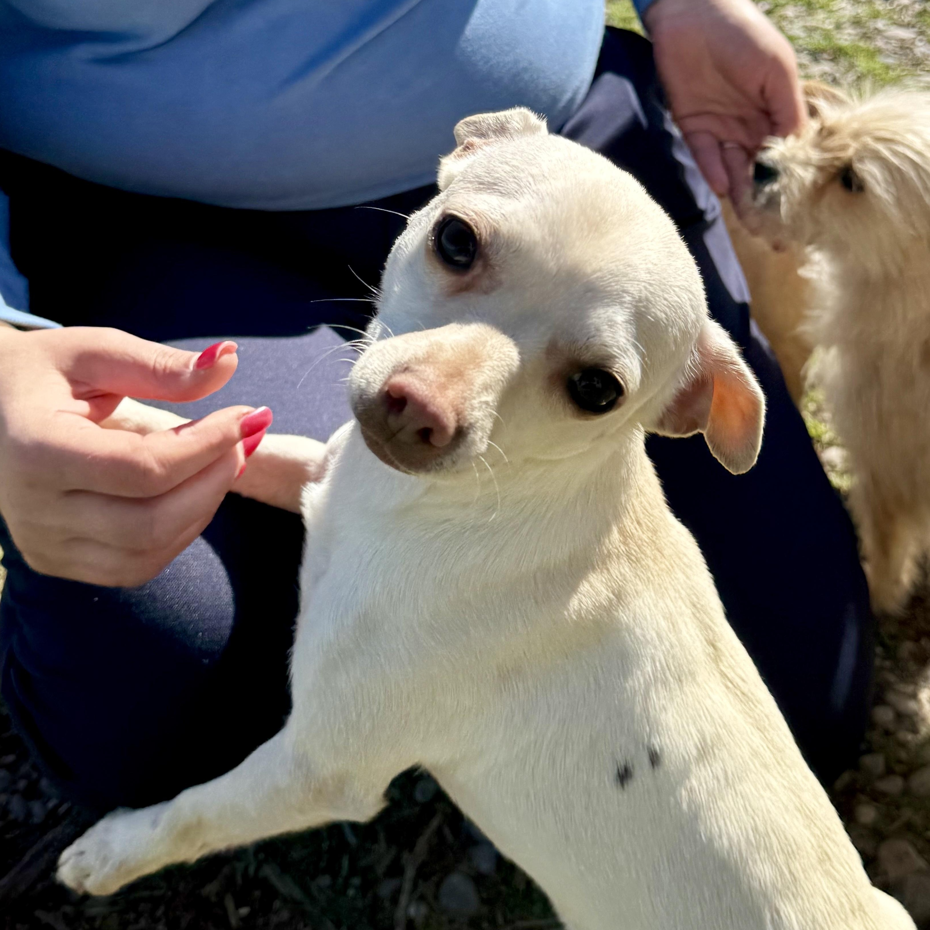 Enlarge Blanche, an adopted Chihuahua in modesto, CA image 2/5