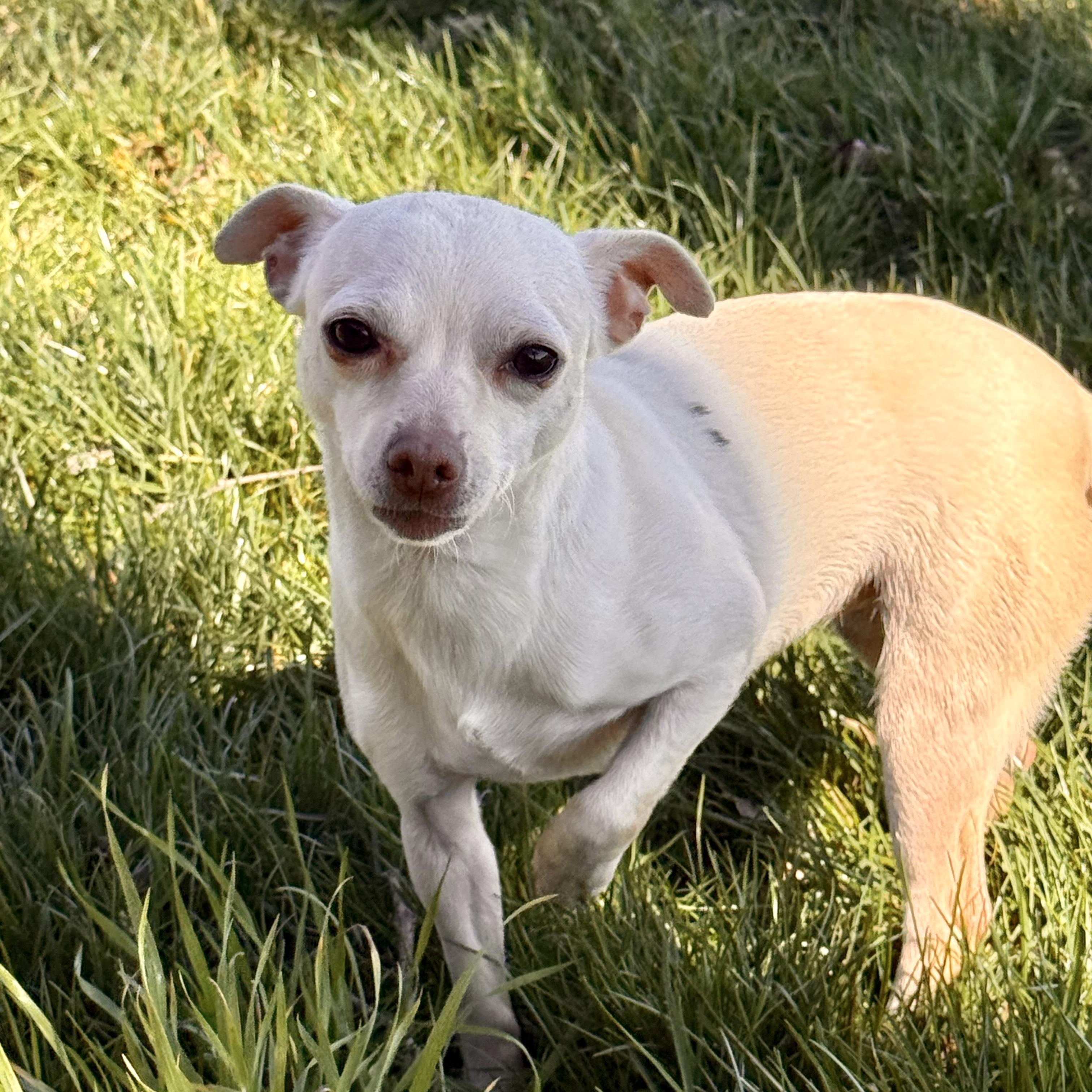 Enlarge Blanche, an adopted Chihuahua in modesto, CA image 5/5