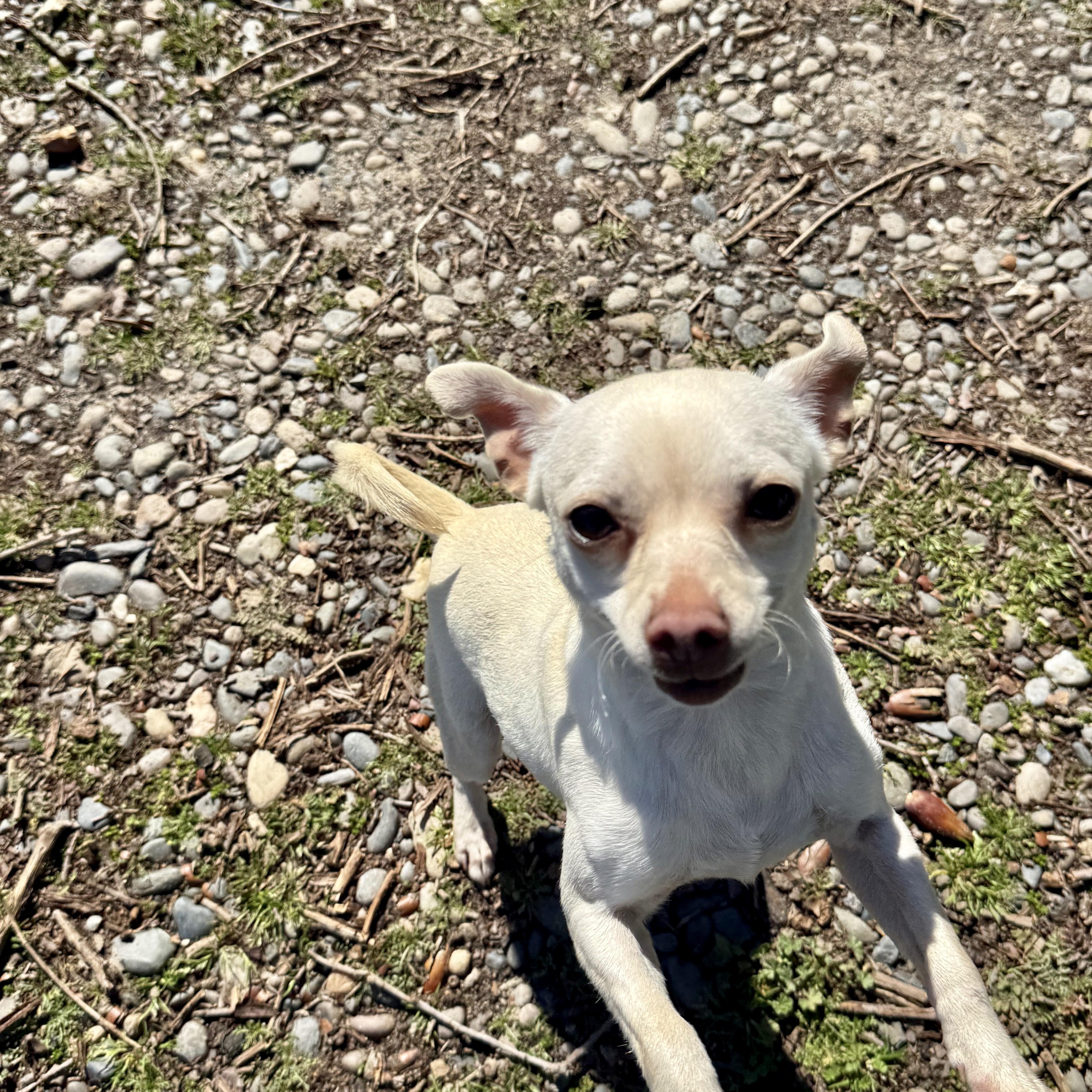 Enlarge Blanche, an adopted Chihuahua in modesto, CA image 3/5