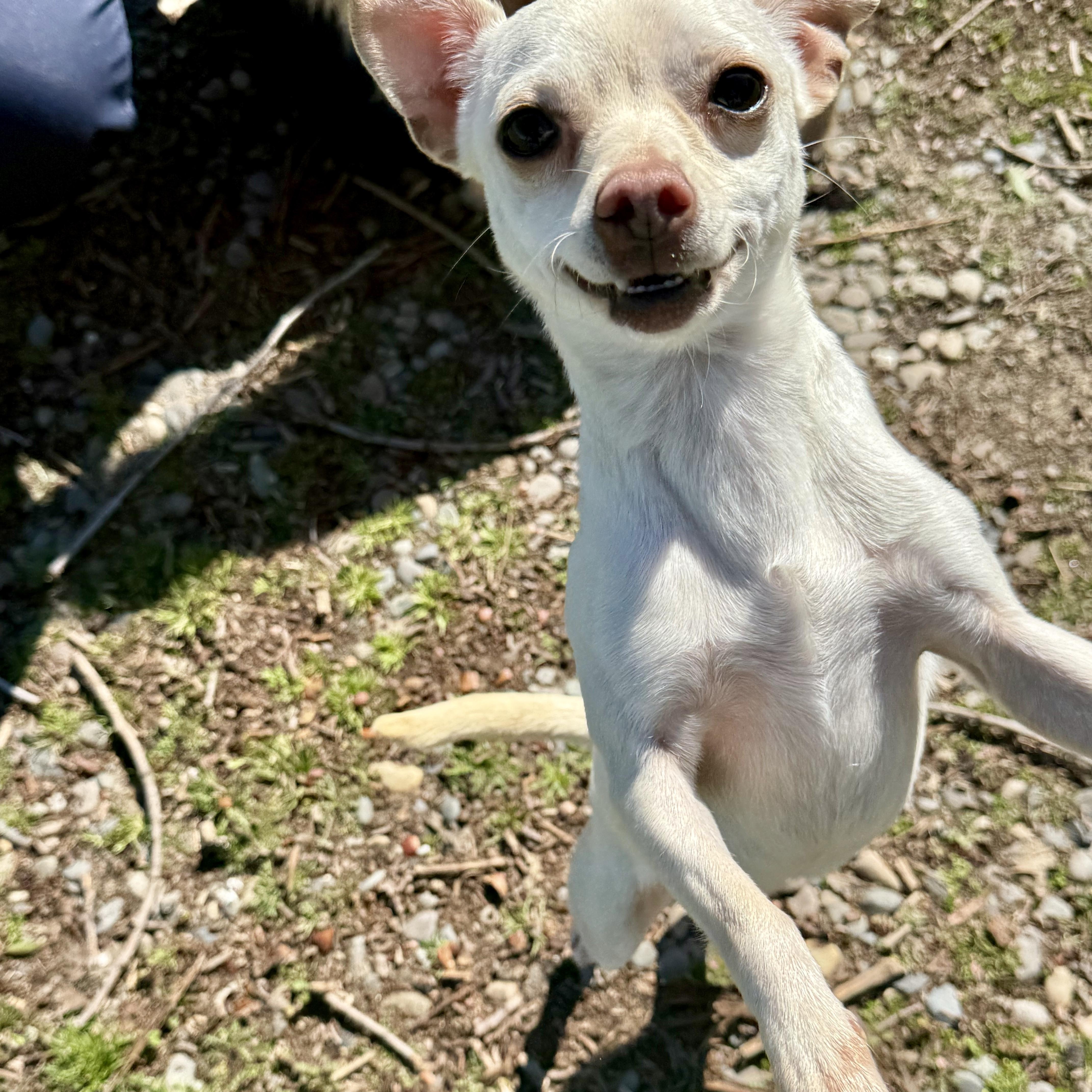 Enlarge Blanche, an adopted Chihuahua in modesto, CA image 1/5