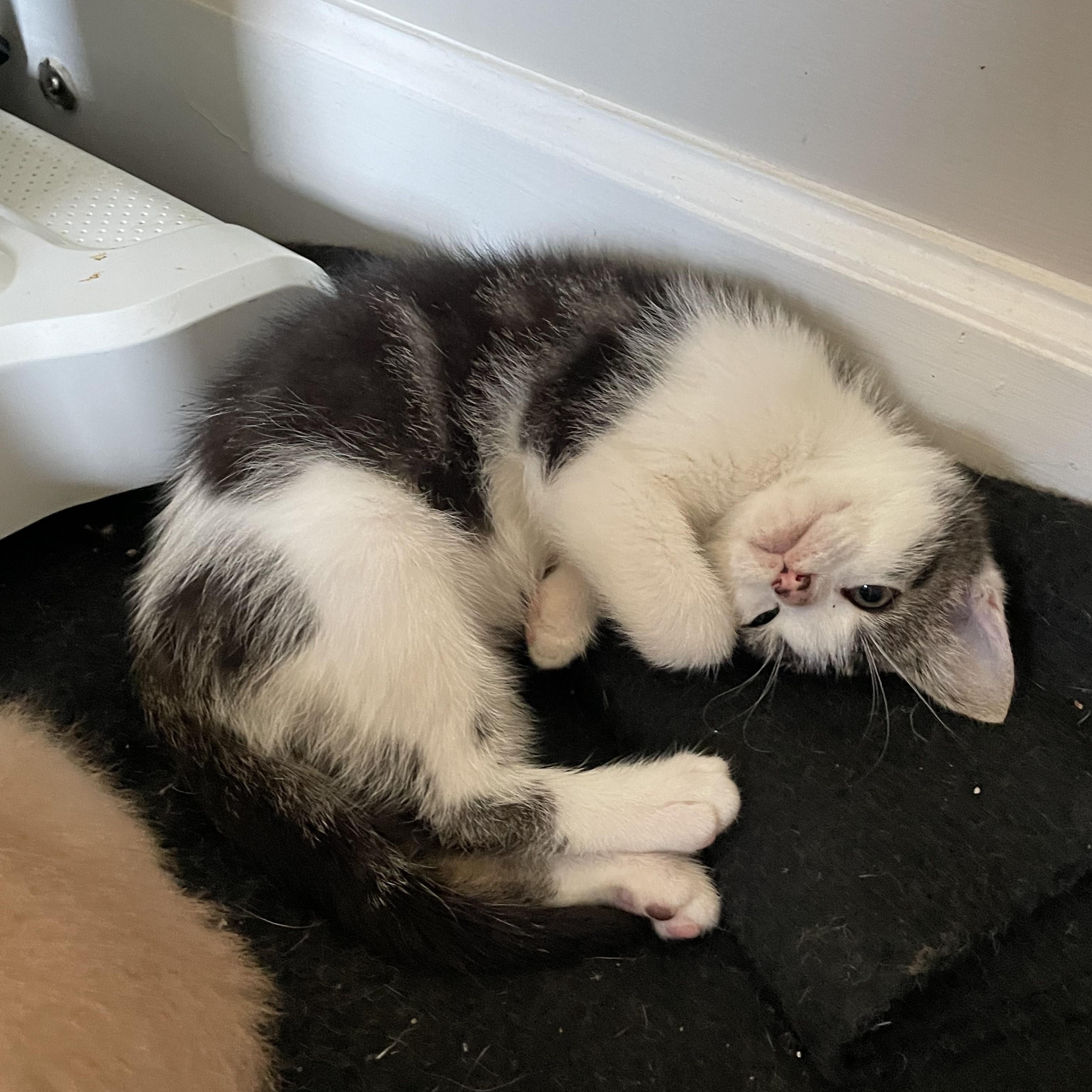 Turtle, Adoptable, Young Male Domestic Short Hair.