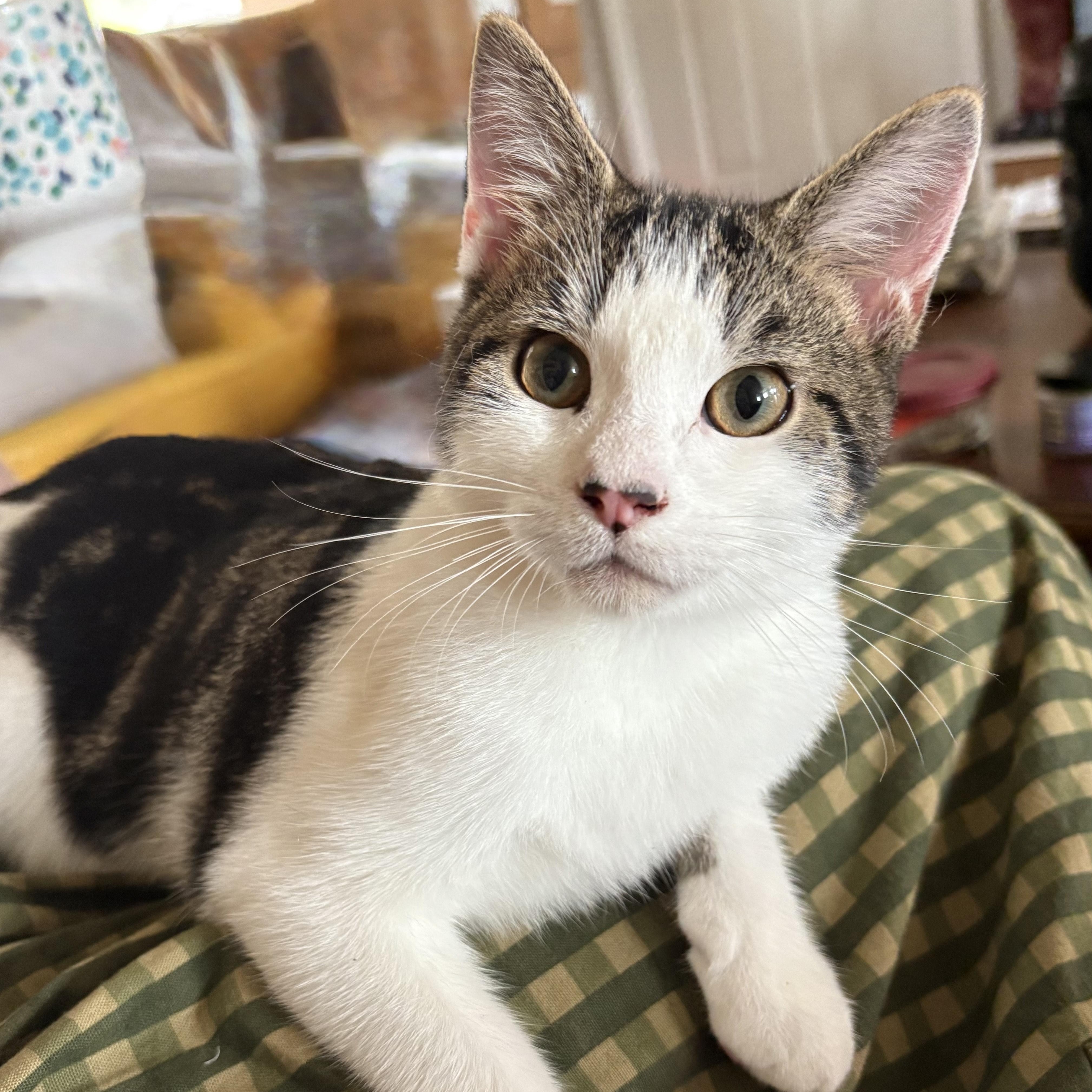 Turtle, Adoptable, Young Male Domestic Short Hair.