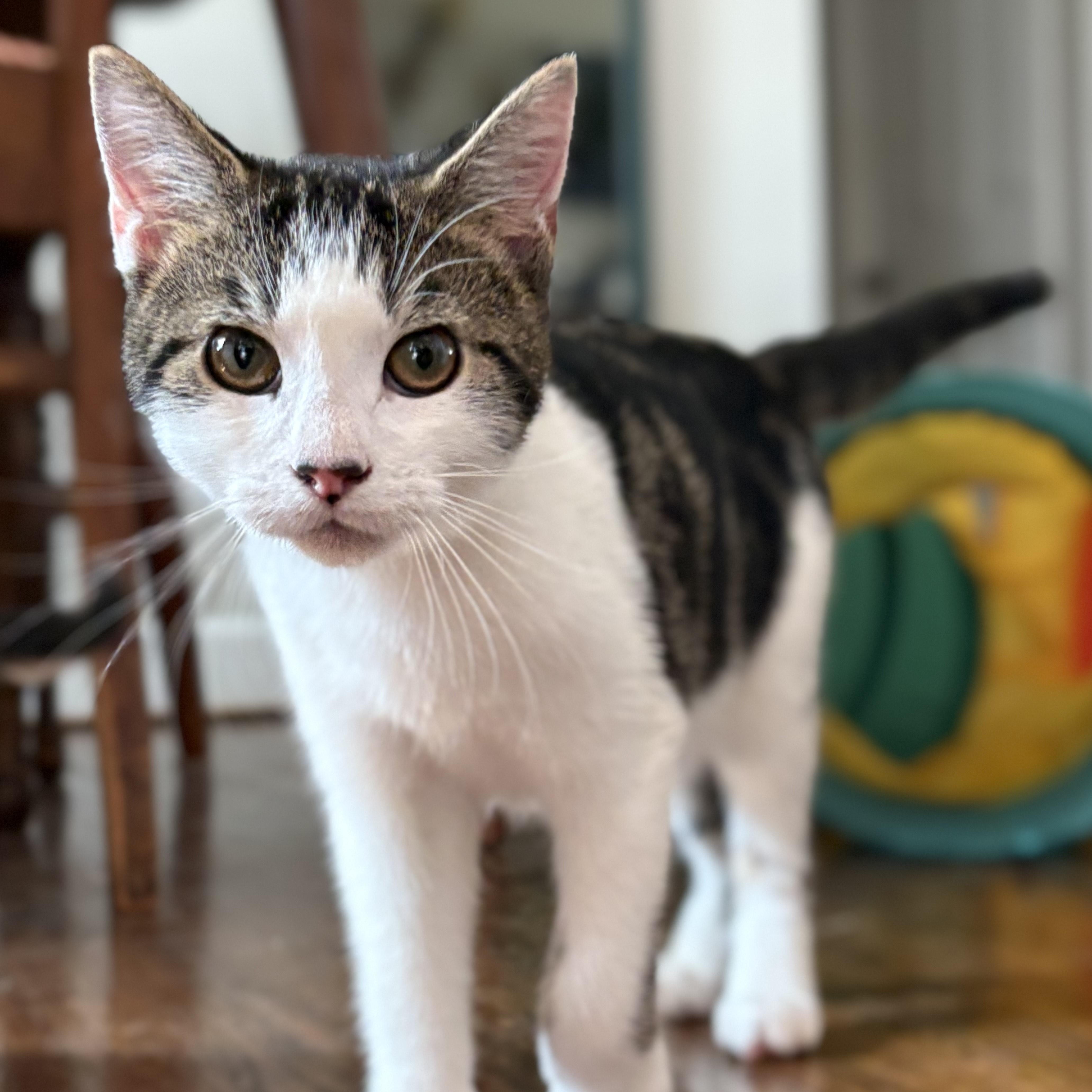 Enlarge Turtle, a Adoptable Domestic Short Hair in Nashville, TN image 4/6