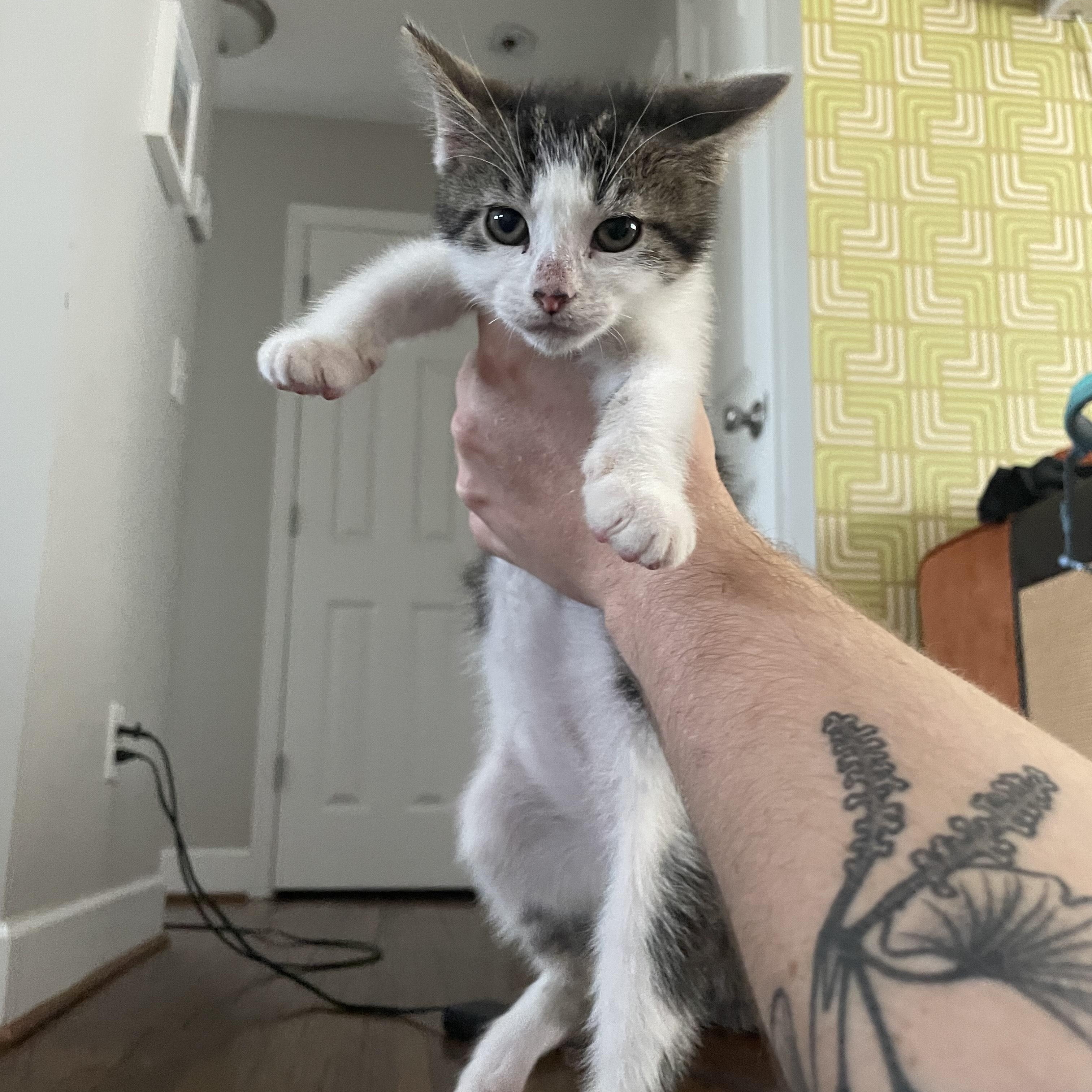 Enlarge Turtle, a Adoptable Domestic Short Hair in Nashville, TN image 3/6