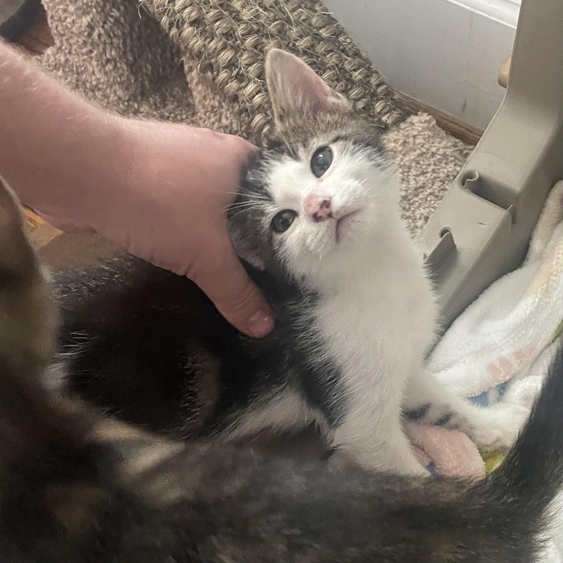 Enlarge Turtle, a Adoptable Domestic Short Hair in Nashville, TN image 6/6